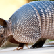 Illustration for article titled The power of armadillo penises: why more scientists should tell stories